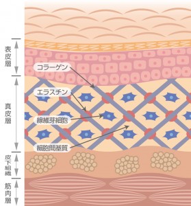肌断面図